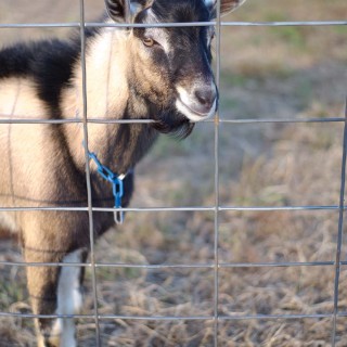 A modern family living on a hobby farm in Iowa looking to gain health and joy.