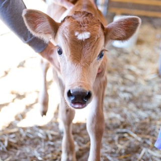 Life on an Iowa Farm. How to do modern homesteading.